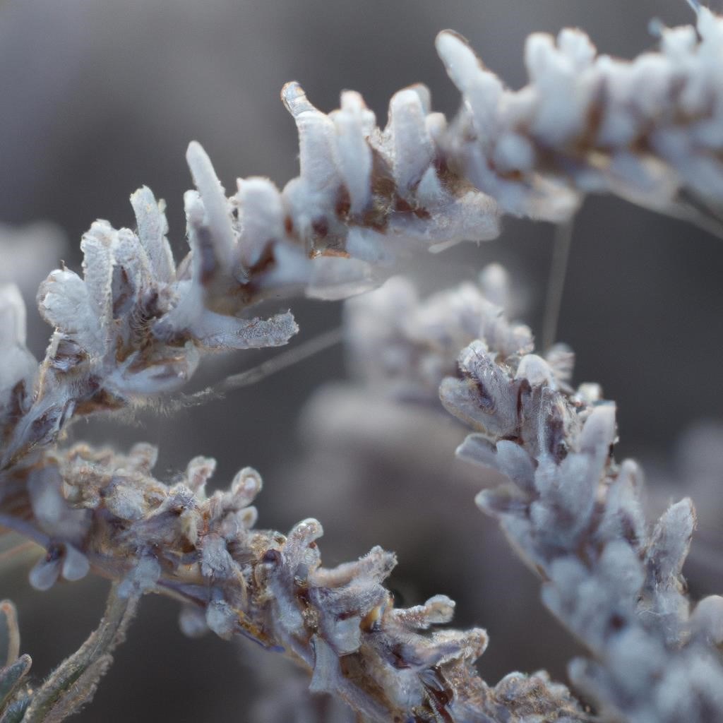 Эффективные способы защиты растений от заморозков